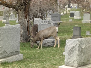 Deer in Mount Olivet Cemetery, Salt Lake City